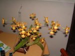 DSCF0010.JPG