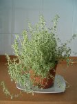 OREGANO.jpg