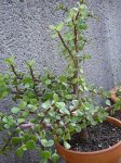 DSC01270.jpg