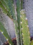 DSC01271.jpg