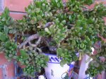 37 Crássula Ovata Gollum.JPG