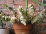44 Crassula Perforata.jpg