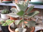 111 Kalanchoe beharensis Fang-600.jpg