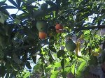 DSC00133.JPG