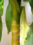 tronco03_detalle.JPG
