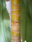 tronco02_detalle.JPG