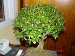 DSC01797d.JPG
