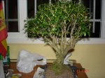 DSC01798d.JPG