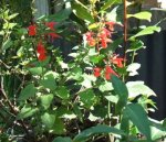 salvia coccinea.jpg