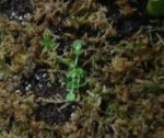 drosera.JPG