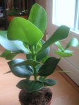 nueva 22-03-07.JPG