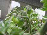 tomates 3.jpg