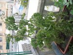 tomates 1.jpg