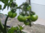 tomates2.jpg