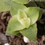 C perforata variegata.jpg