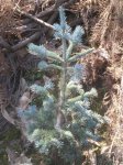 Abies arizonica (Small).JPG