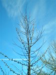 Larix decidua (Small).JPG