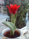 tulipán 21-03-07 foro.jpg
