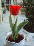 tulipán 22-03-07-foro.jpg