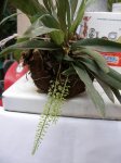 ORQUIDEAS 3250A.JPG