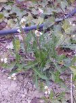 Cruciferae_1.jpg