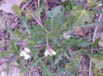 Cruciferae_2.jpg