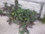 Sonchus_1.jpg