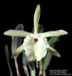 rhyncholaelia_glauca.jpg