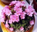 rebutia perplexa2.jpg