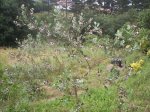 arbol en junio.jpg
