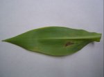 Hoja.JPG