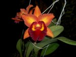 Blc.Chunyeah #19.jpg