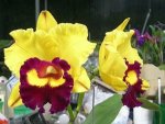 Blc.Liu's Joyance 聯合     益生交金絲雀.jpg