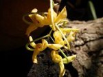 ORQUIDEAS 121a.JPG