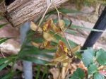 ORQUIDEAS 124a.JPG