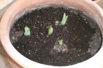Tulipanes(Marzo).jpg