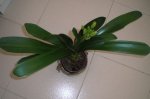 Clivia1 (Marzo).jpg