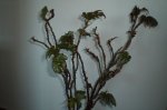 Begonia Cane (Marzo).jpg
