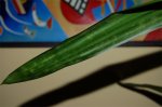 Yuca3.jpg