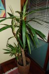 Yuca4.jpg