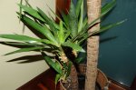 Yuca6.jpg