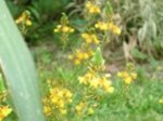 bulbine.jpg