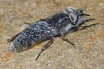 tabanidae_2835.jpg