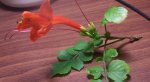 100_4916.jpg