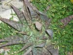aloe.jpg