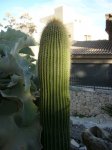 cactus.jpg