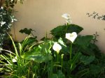 plantas 154.jpg