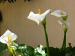 plantas 145.jpg