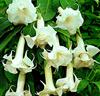 BRUGMANSIA BLANCA FRAGANTE.jpg
