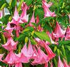 BRUGMANSIA ROSA FRAGANTE.jpg